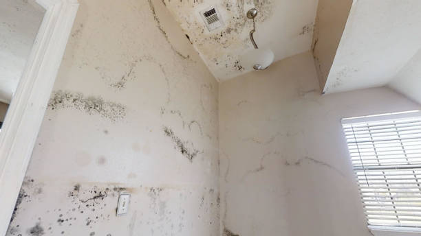 Best Water Damage & Mold Remediation  in Huntersville, NC